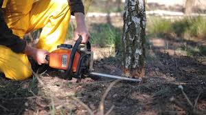 Tree and Shrub Care