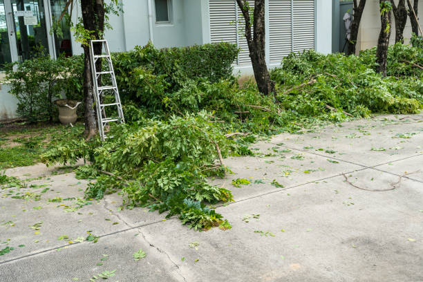 Reliable Winnetka, IL  Tree Services Solutions